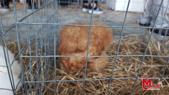 En la Expo Feria Agropecuaria 2025 se expusieron gallinas de diferentes razas.
