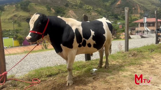 En la parroquia Santiago se desarrolló la Feria Ganadera.