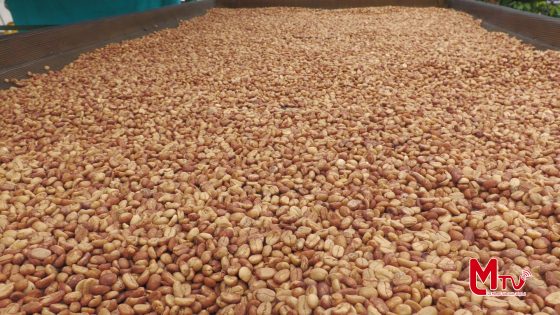 La Finca Vilcaroma Coffe ofrece un recorrido turístico para conocer sobre la producción de café.