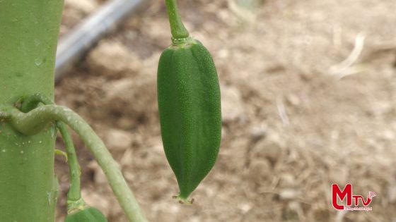 En la parroquia Santiago, Mery Montoya impulsa su emprendimiento de producción de babaco.