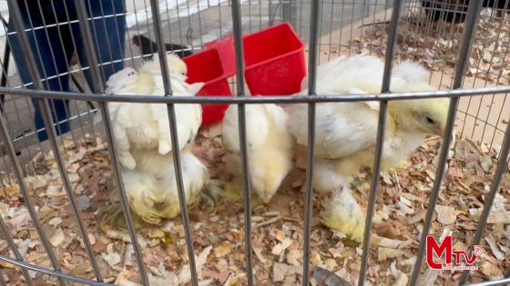 En la parroquia San Lucas existe el emprendimiento de Aves Ornamentales.